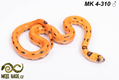 hadi na prodej, mládě, český chov hadů, odchov hadů, mojihadi.cz, Lampropeltis, mexcampb, magmaking, lampropeltis hybrid, lampropeltis mexicana, lampropeltis triangulum campbelli, special snakes, Mexican Kingsnake, Pueblan Milksnake, korálovka